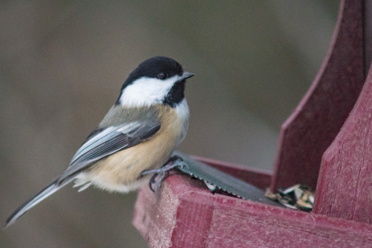 Black-capped Chickadee - ML627834274