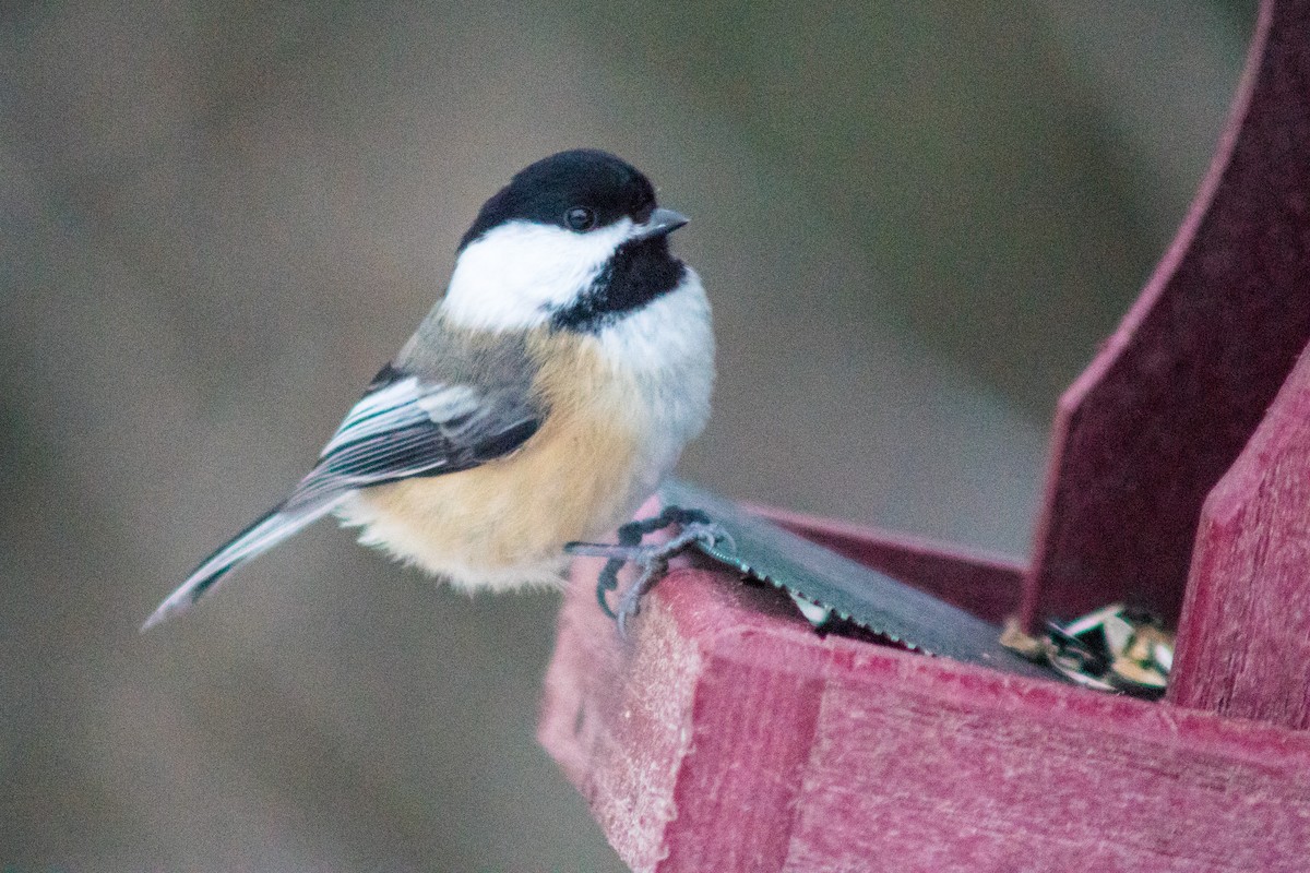 Black-capped Chickadee - ML627834278