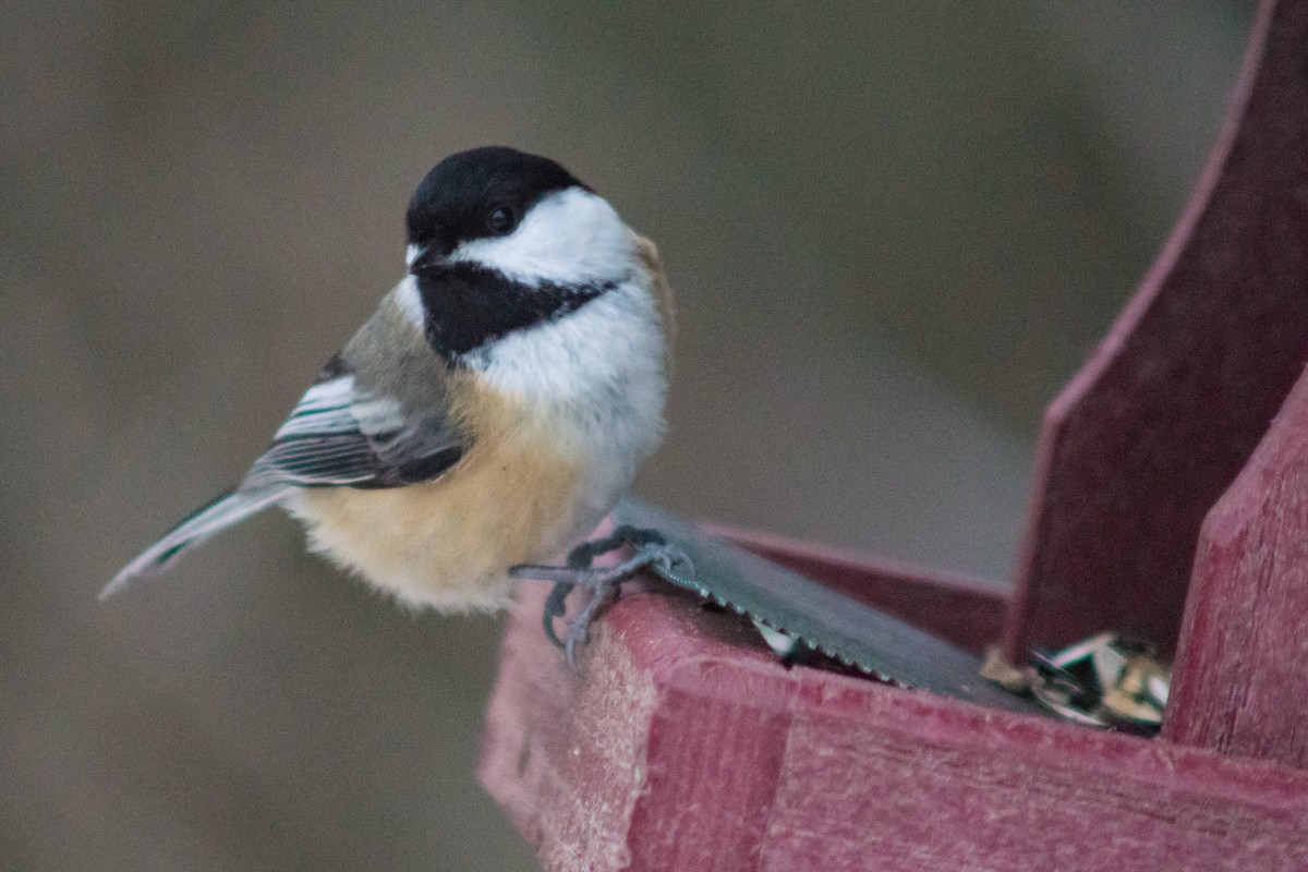 Black-capped Chickadee - ML627834279