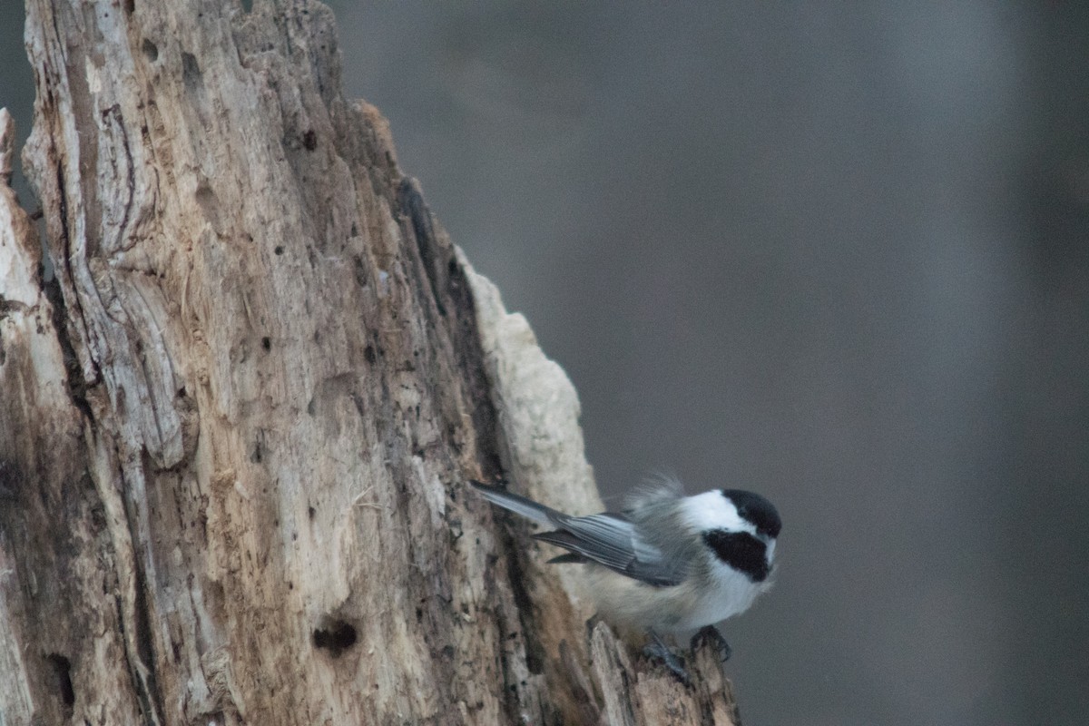 Black-capped Chickadee - ML627834280