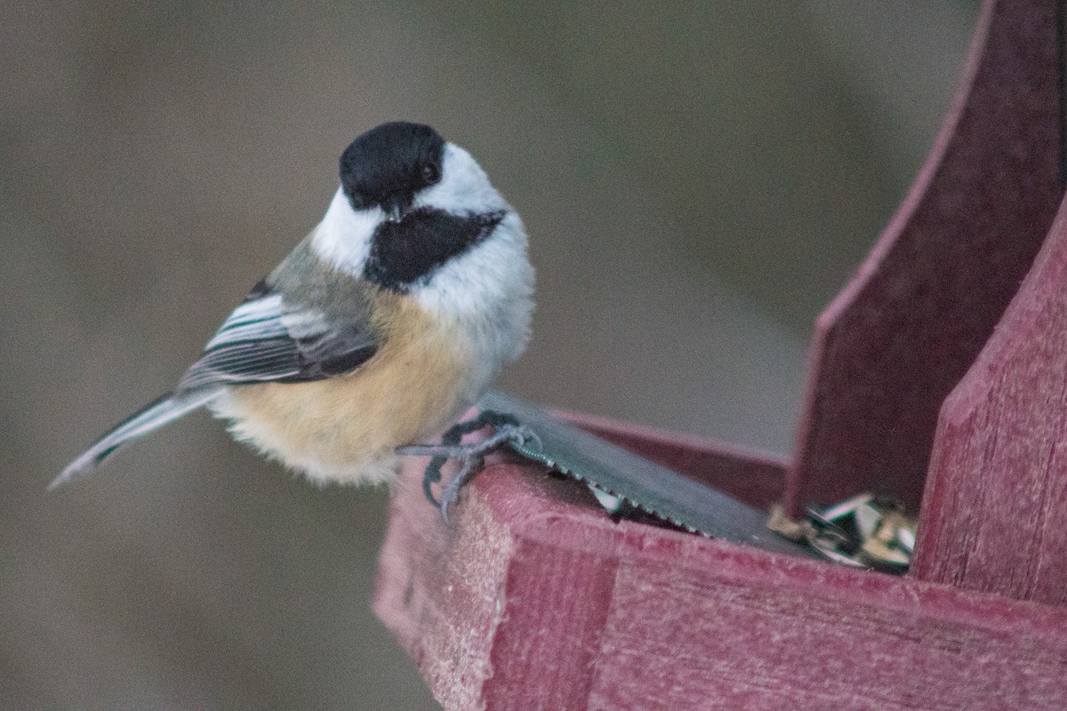 Black-capped Chickadee - ML627834281