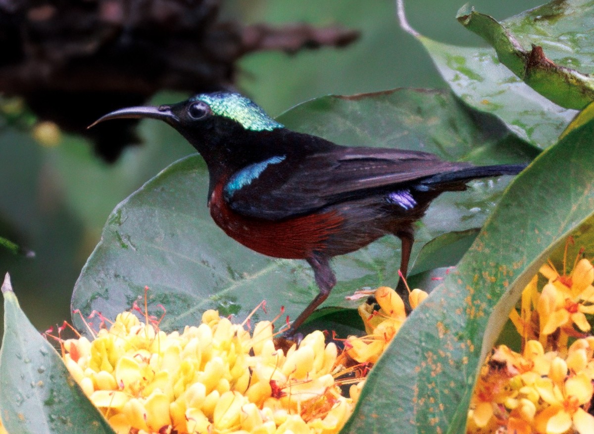 Van Hasselt's Sunbird - ML627834284