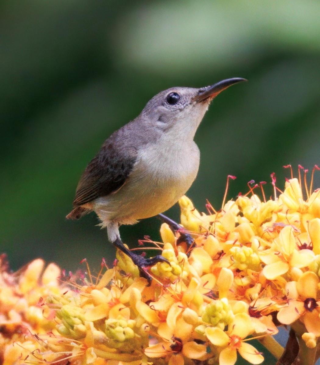 Van Hasselt's Sunbird - ML627834285