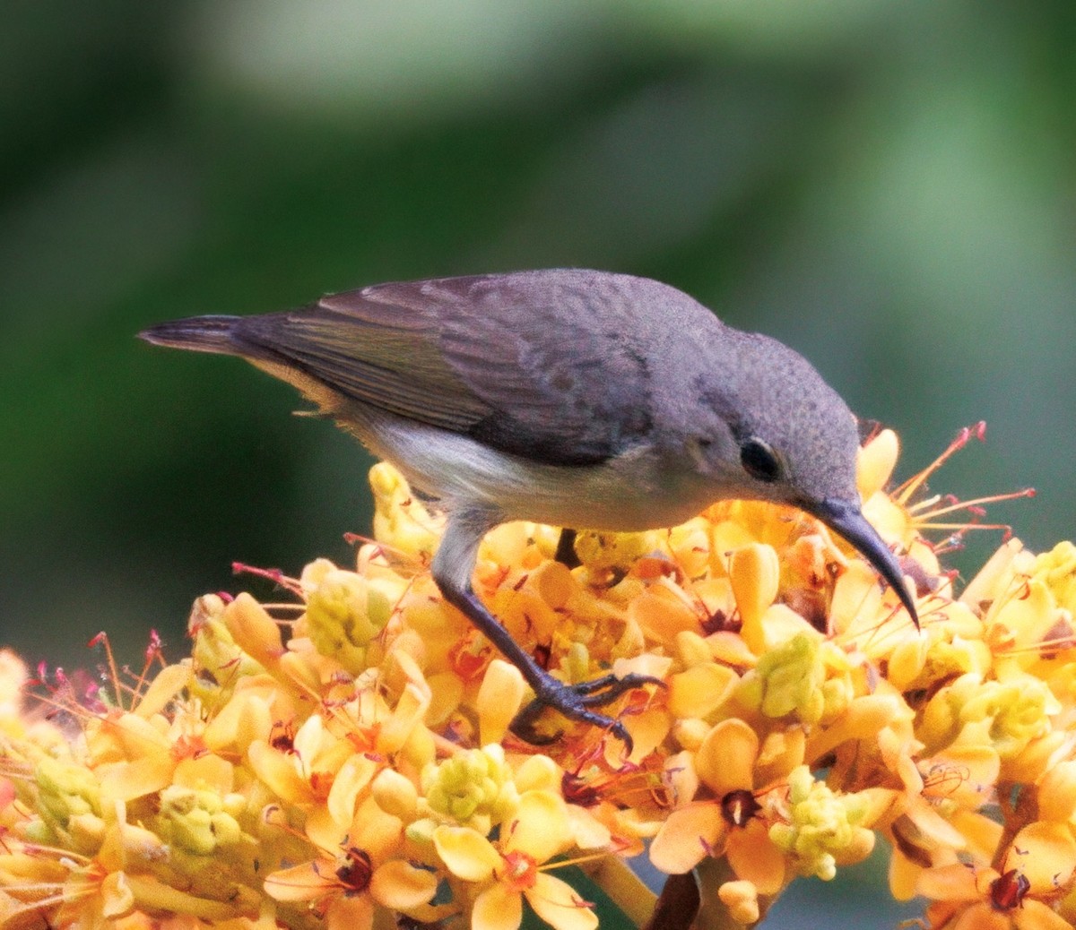 Van Hasselt's Sunbird - ML627834286