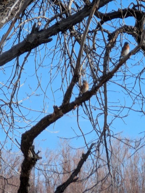 Eastern Bluebird - ML627834290