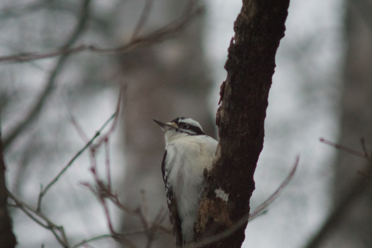 Downy Woodpecker - ML627834296