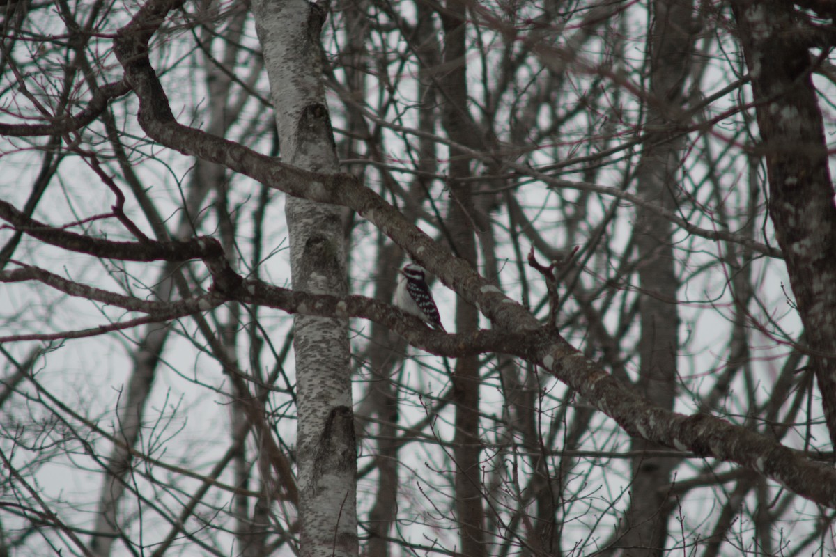 Downy Woodpecker - ML627834297