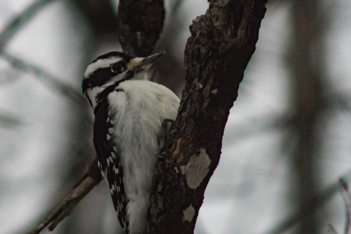 Downy Woodpecker - ML627834298