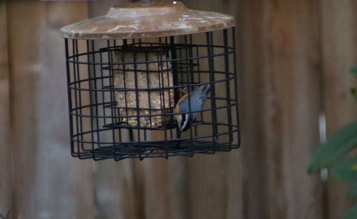 Red-breasted Nuthatch - ML627834344