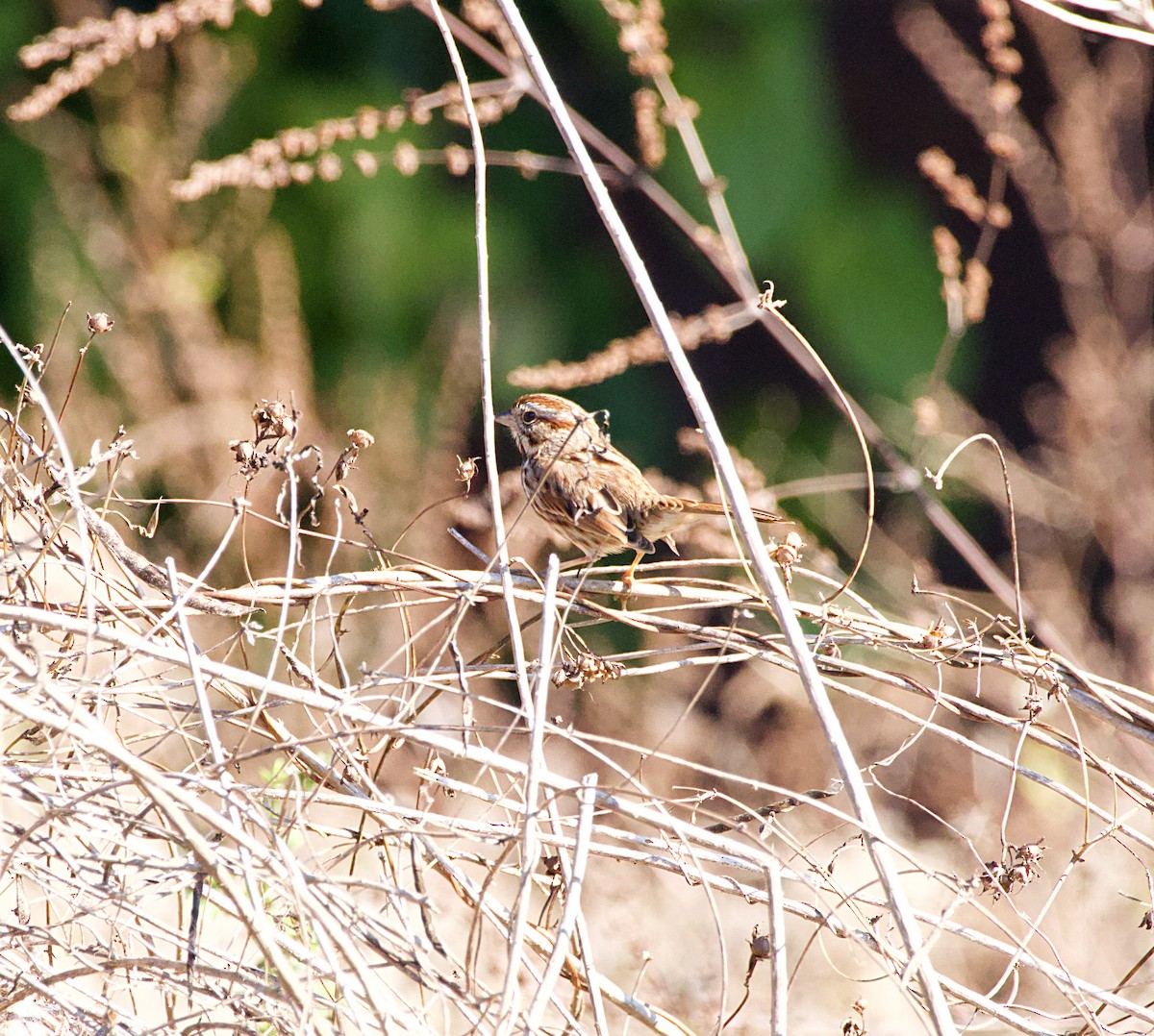 Song Sparrow - Eddy Mejias