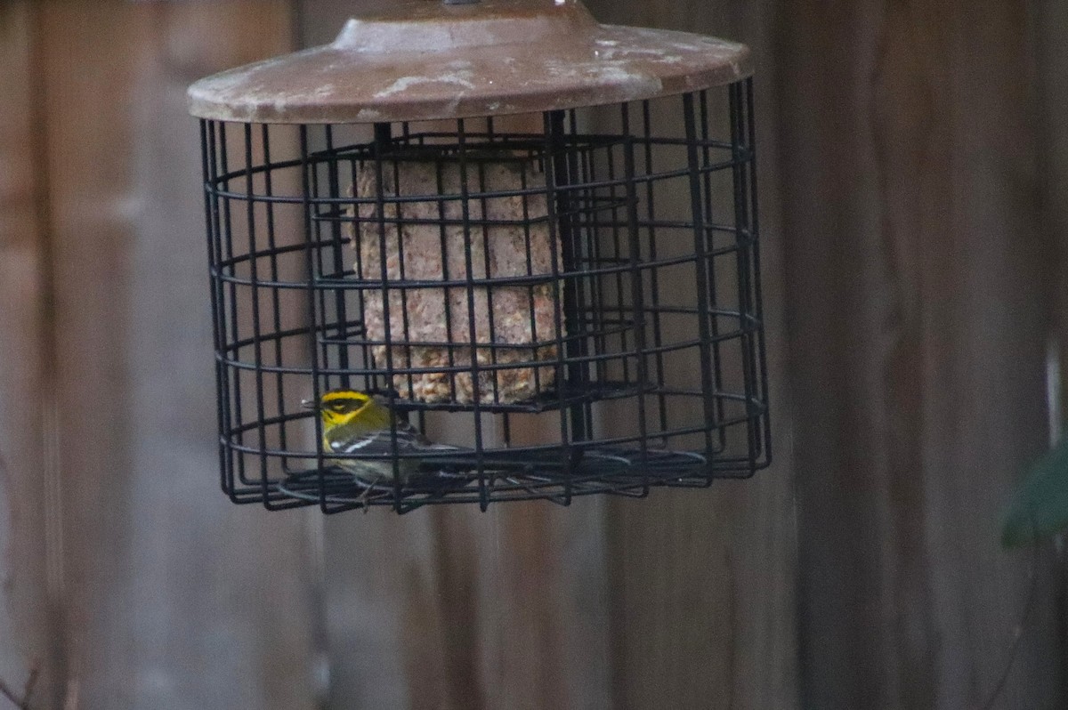 Townsend's Warbler - ML627834377