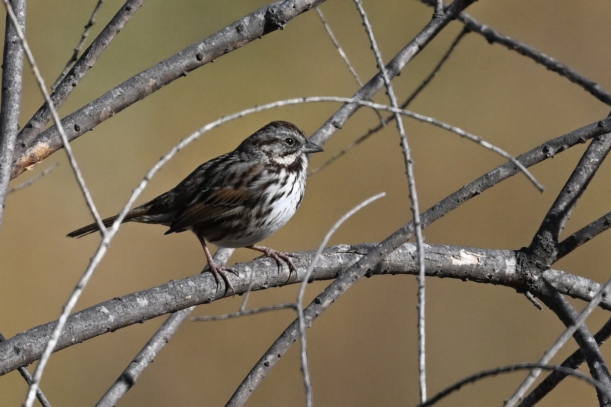 Song Sparrow - ML627834381