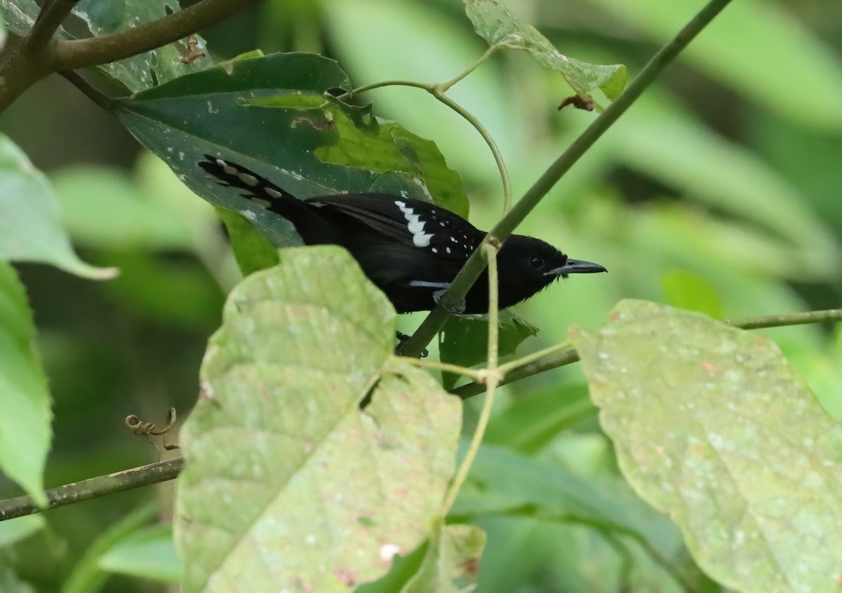 Dot-winged Antwren - ML627834382