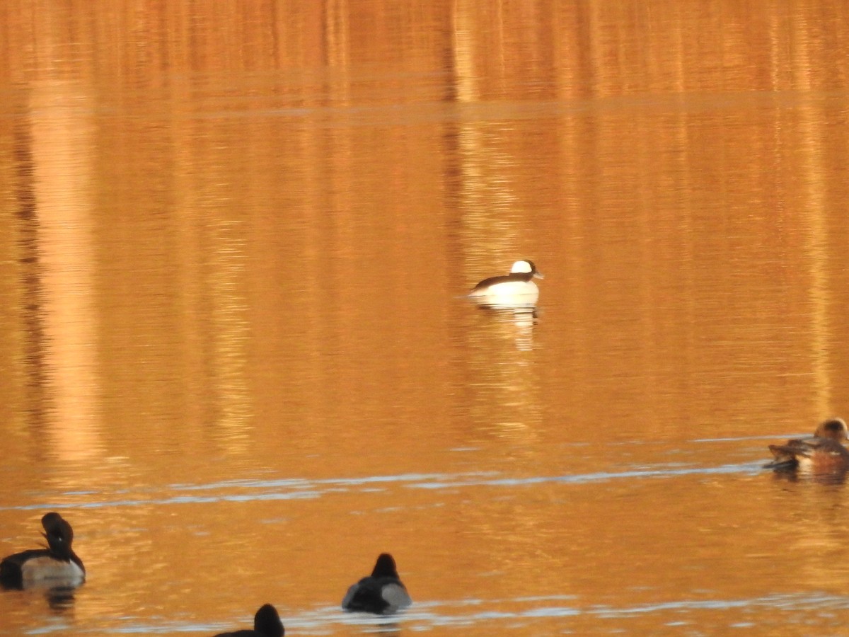 Bufflehead - ML627834420