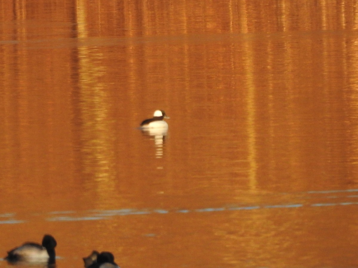 Bufflehead - ML627834421