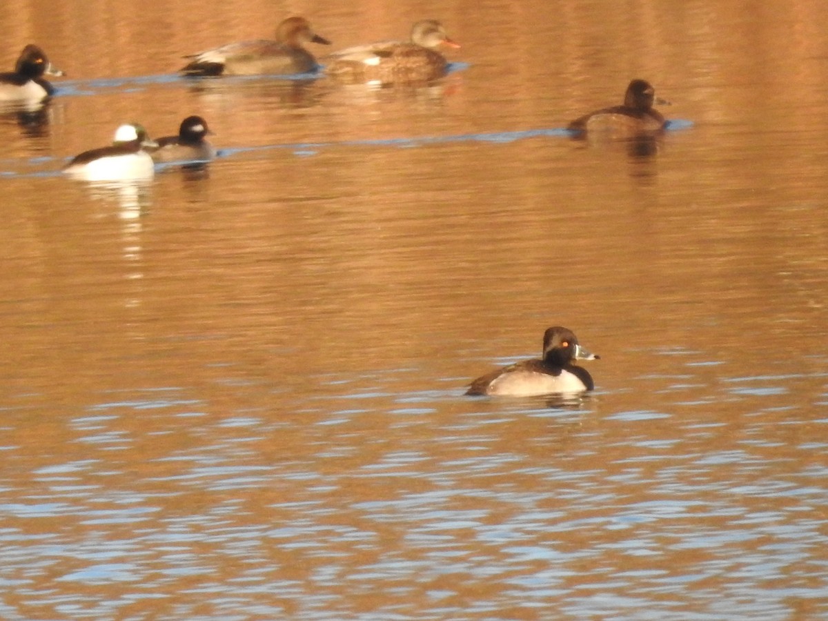 Bufflehead - ML627834422