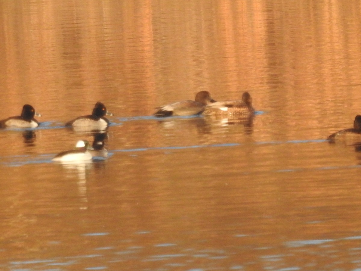 Bufflehead - ML627834423