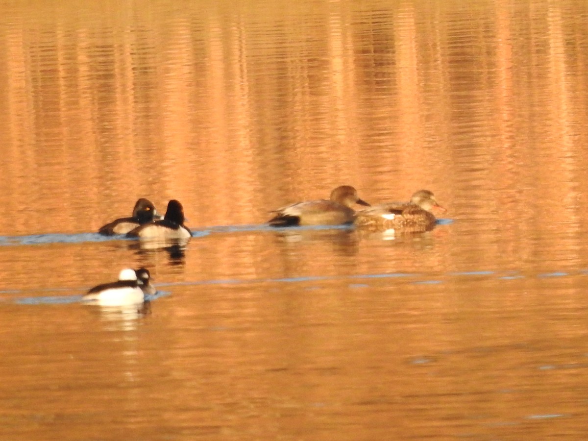 Bufflehead - ML627834424