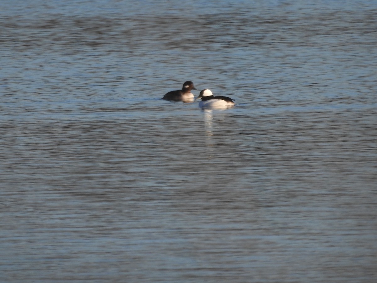 Bufflehead - ML627834425