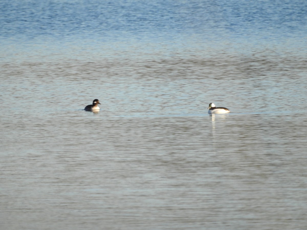 Bufflehead - ML627834426