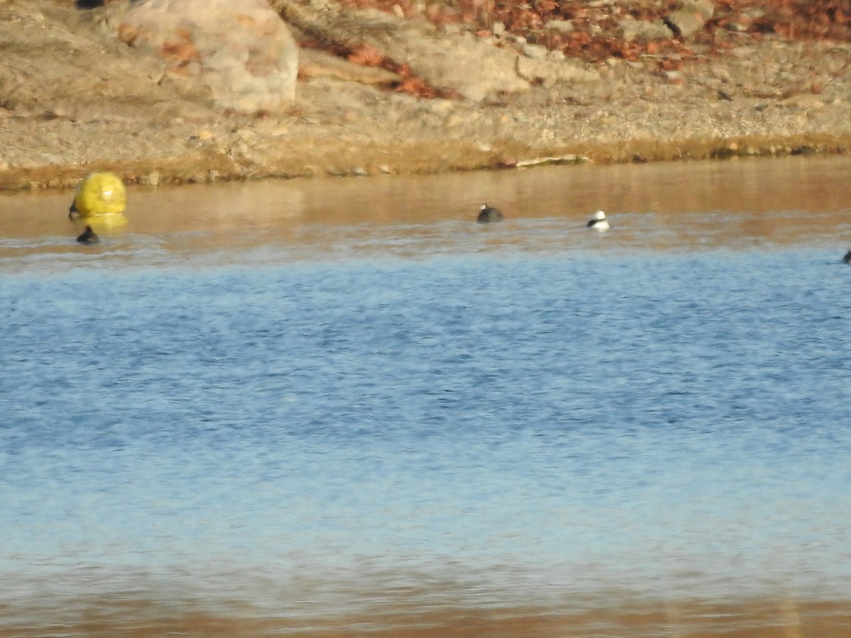 Bufflehead - ML627834427