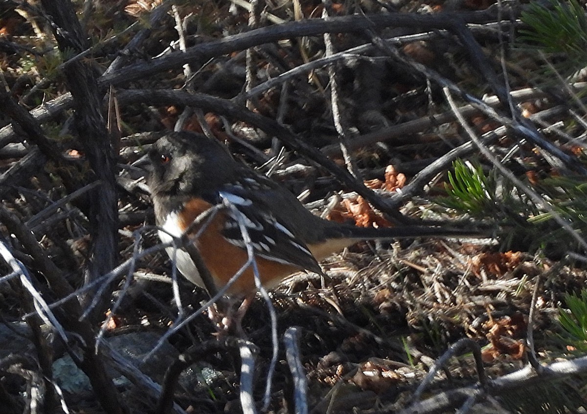 ホシワキアカトウヒチョウ - ML627834471
