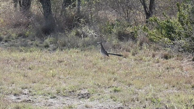 Greater Roadrunner - ML627834481