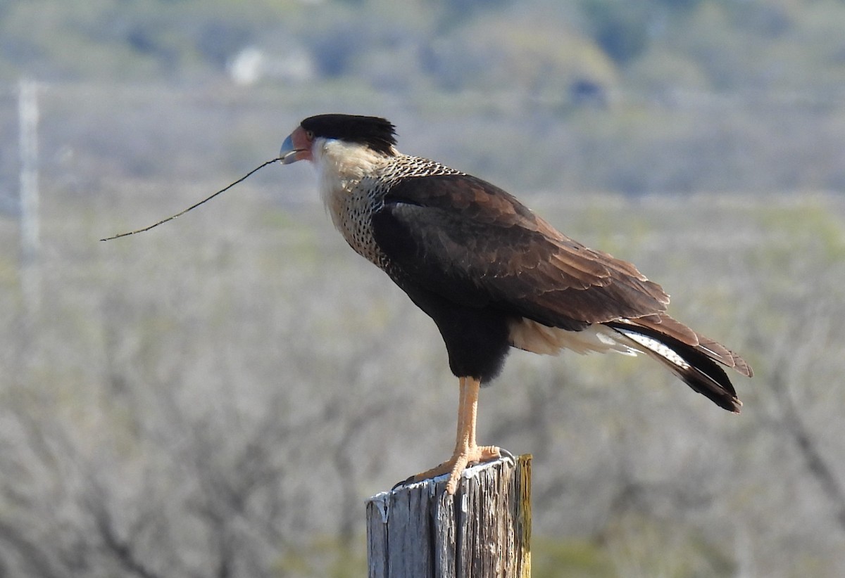 Crested Caracara (Northern) - ML627834493