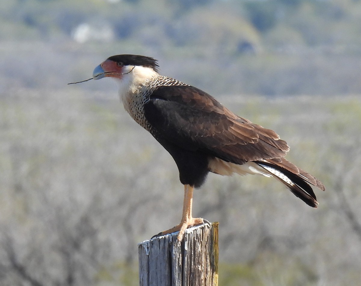 Crested Caracara (Northern) - ML627834495