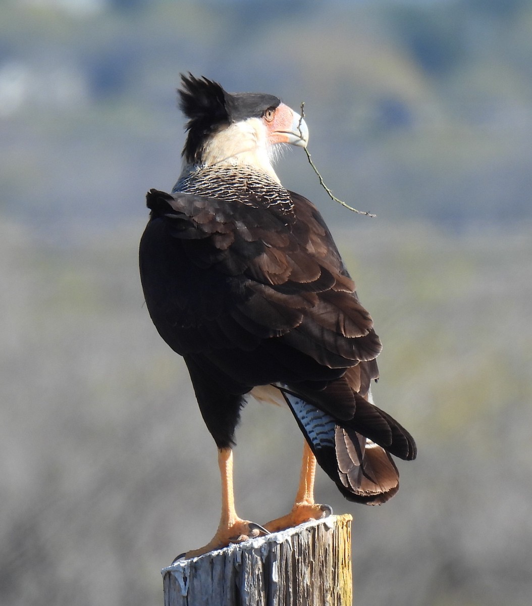 Crested Caracara (Northern) - ML627834498