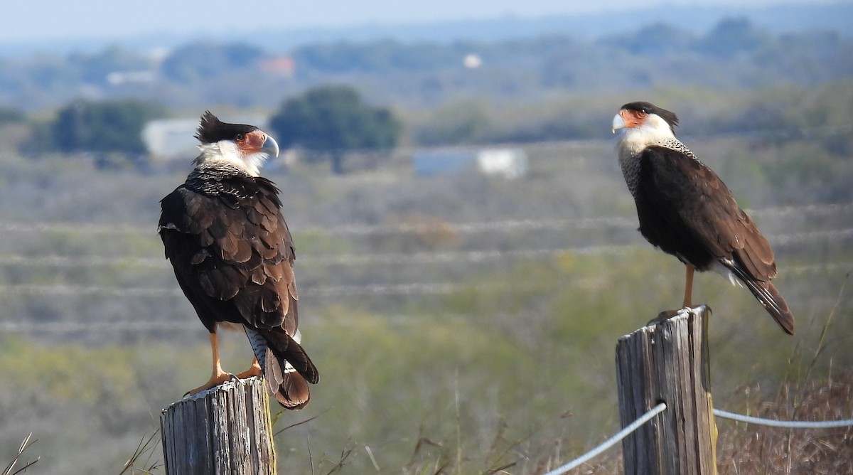 Crested Caracara (Northern) - ML627834504