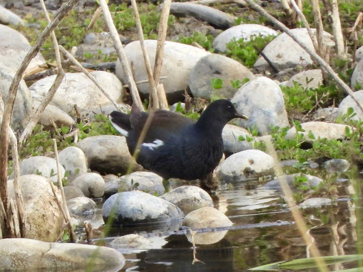 Common Gallinule - ML627834534