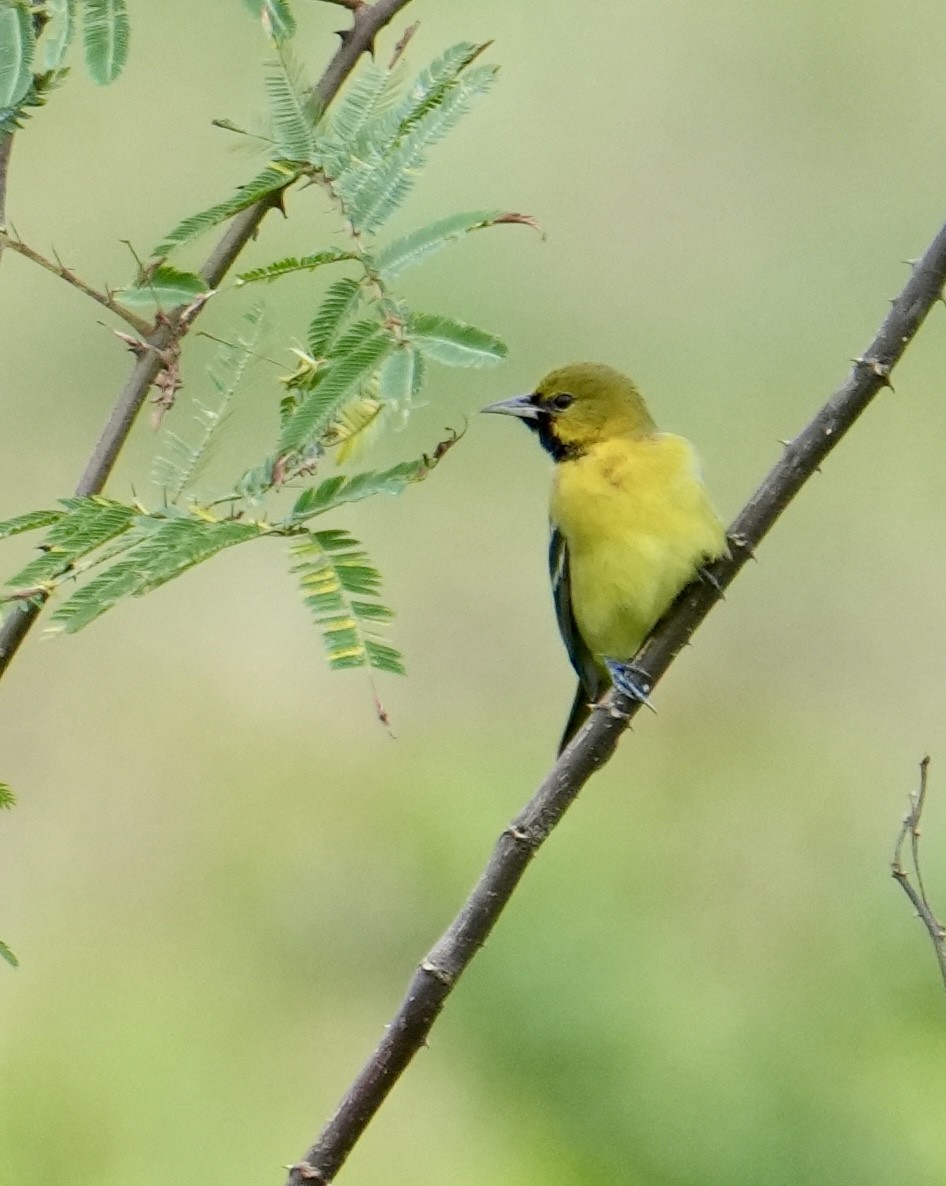 Orchard Oriole - ML627834538