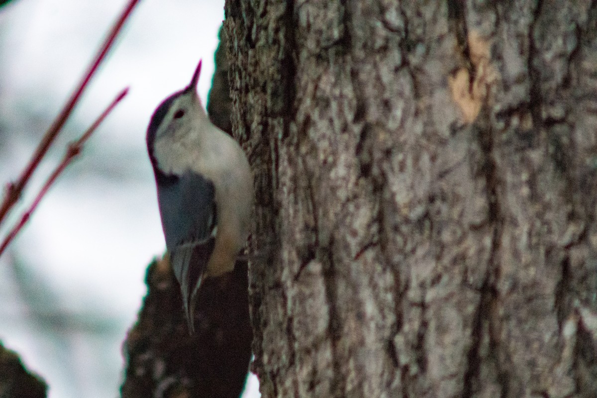 White-breasted Nuthatch - ML627834541