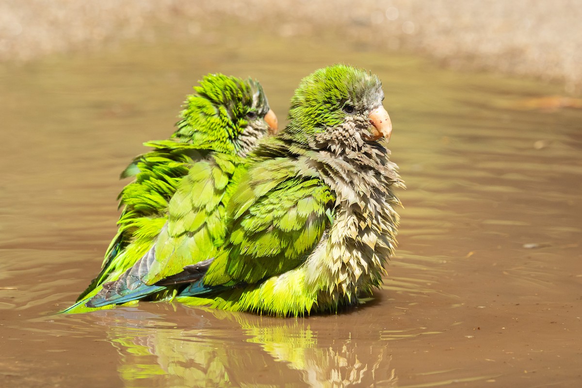 Monk Parakeet - Ariel Cabrera Foix