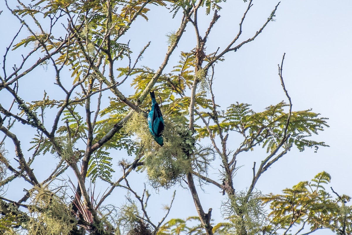 Dacnis à pattes noires - ML627834558