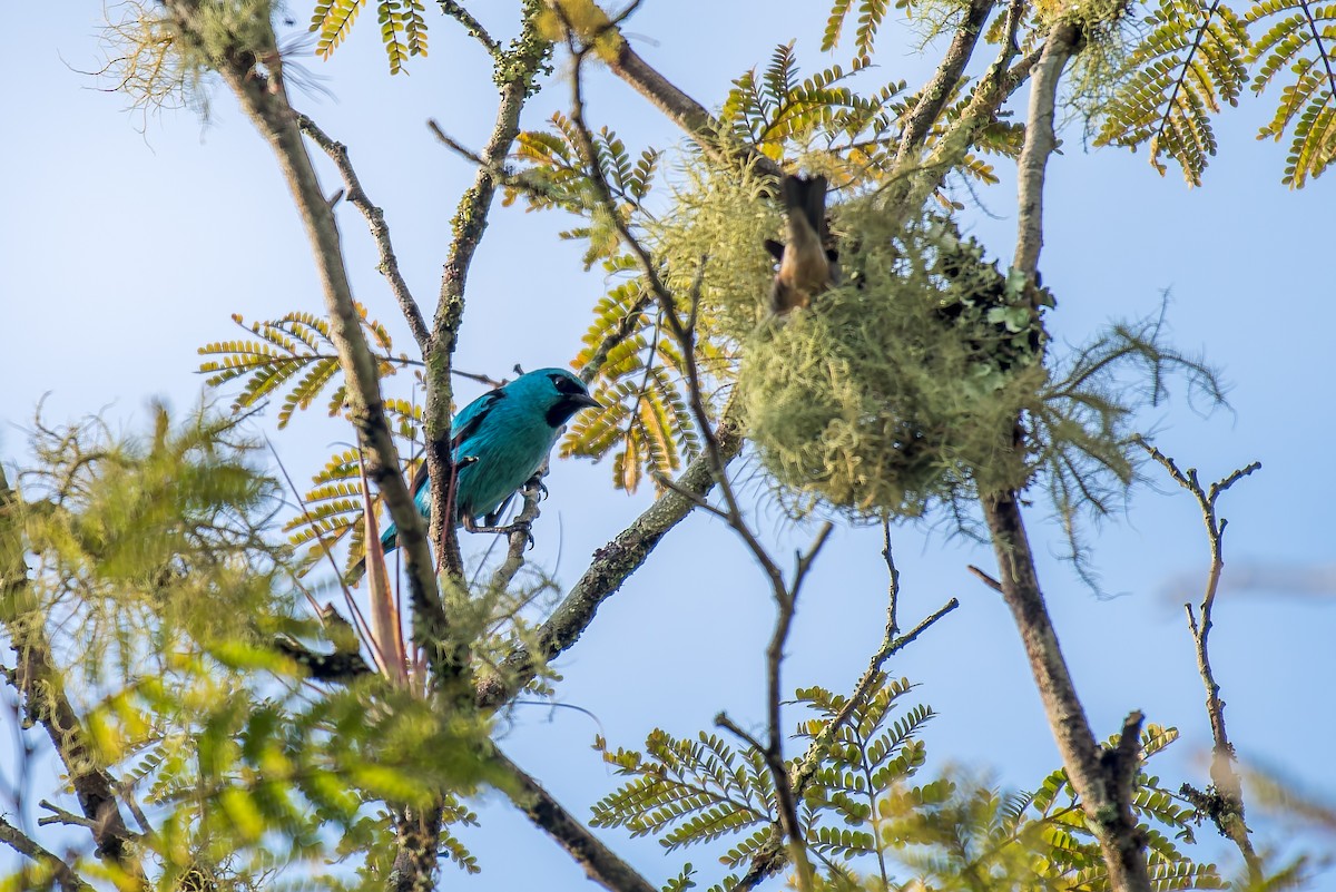 Dacnis à pattes noires - ML627834559