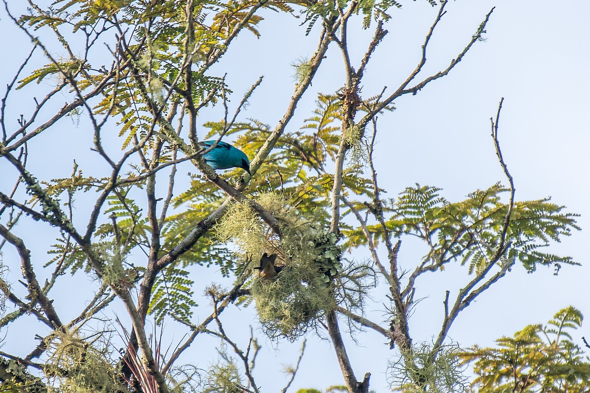 Dacnis à pattes noires - ML627834560