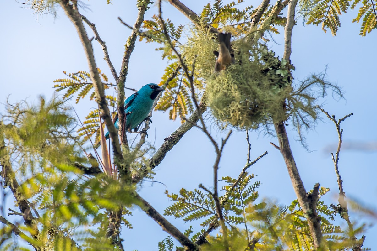 Dacnis à pattes noires - ML627834561