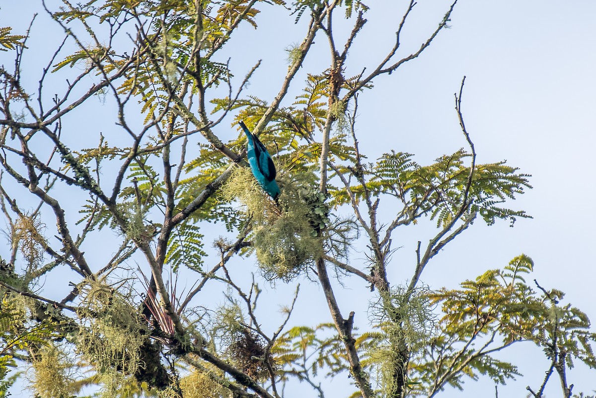 Dacnis à pattes noires - ML627834562