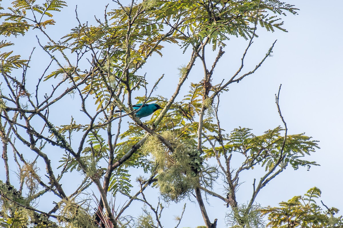 Dacnis à pattes noires - ML627834563