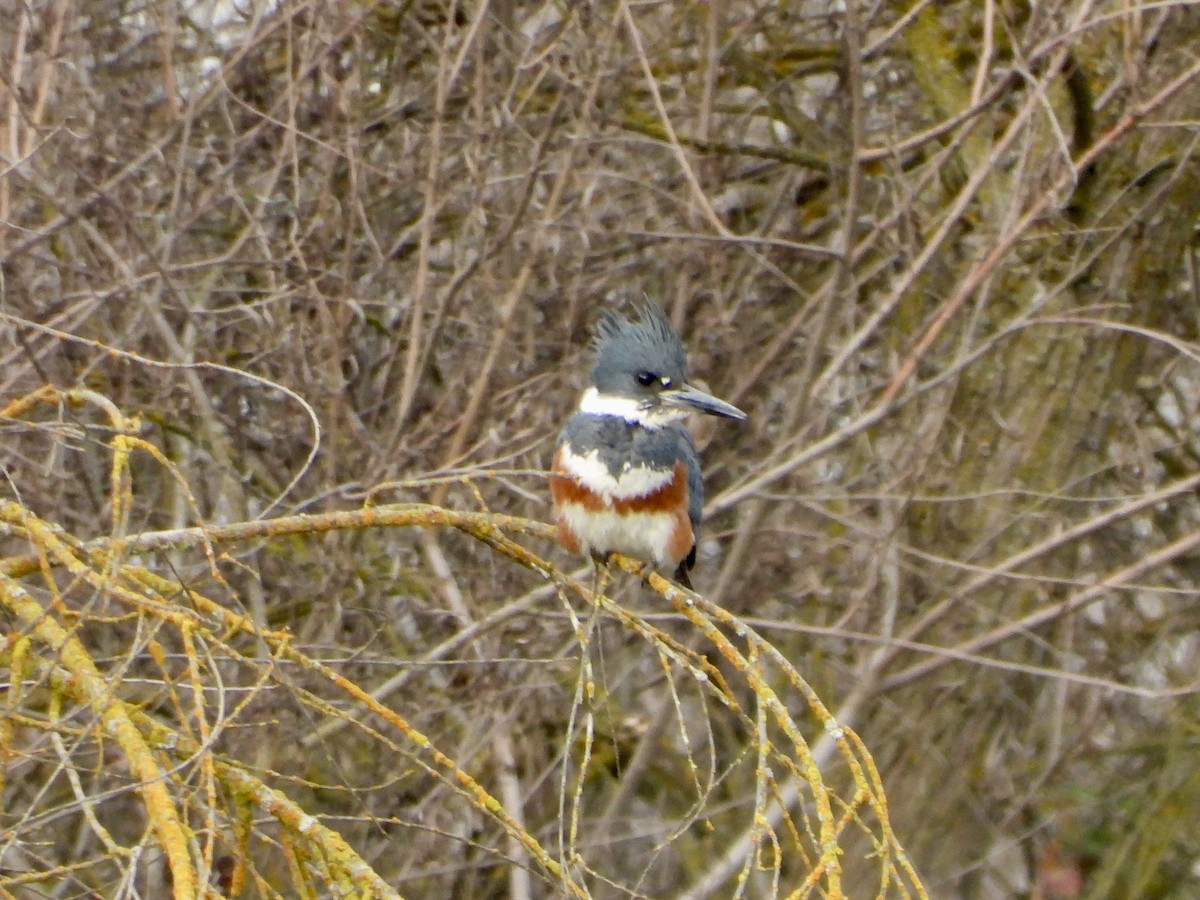 Belted Kingfisher - ML627834580