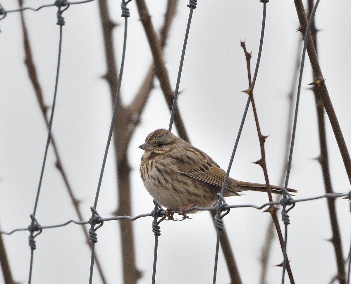 Song Sparrow - ML627834583