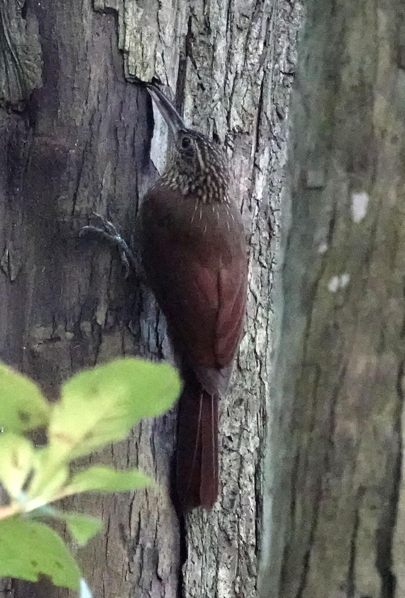 Cocoa Woodcreeper - ML627834590