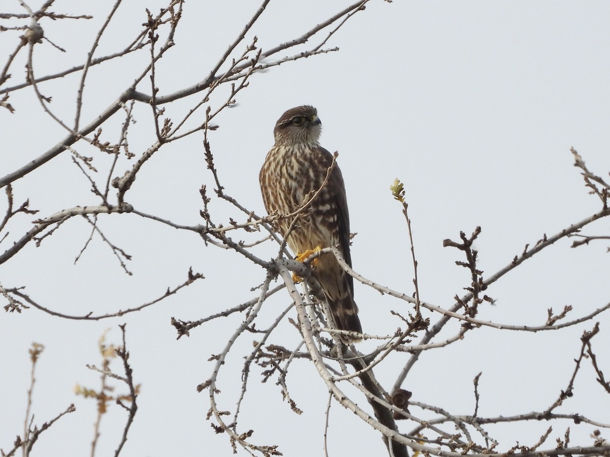 Esmerejón (de la taiga) - ML627834591