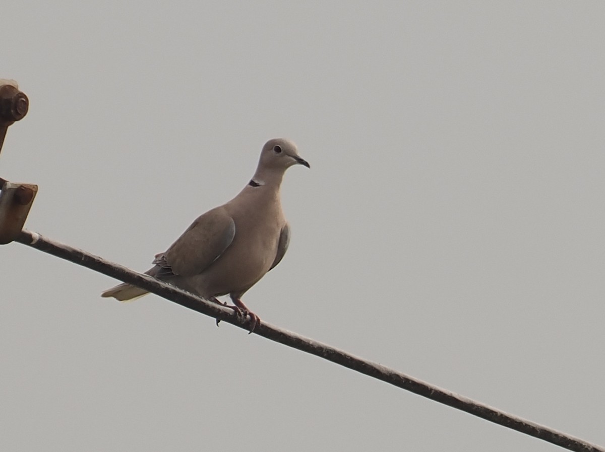 Eurasian Collared-Dove - ML627834592