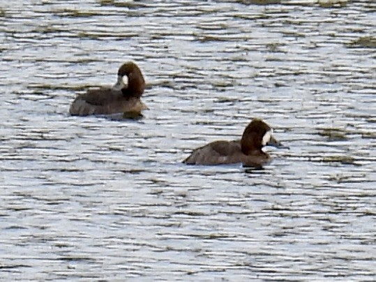 Lesser Scaup - ML627834612