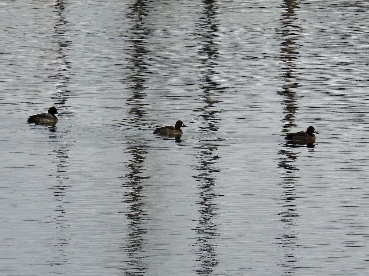 Lesser Scaup - ML627834613