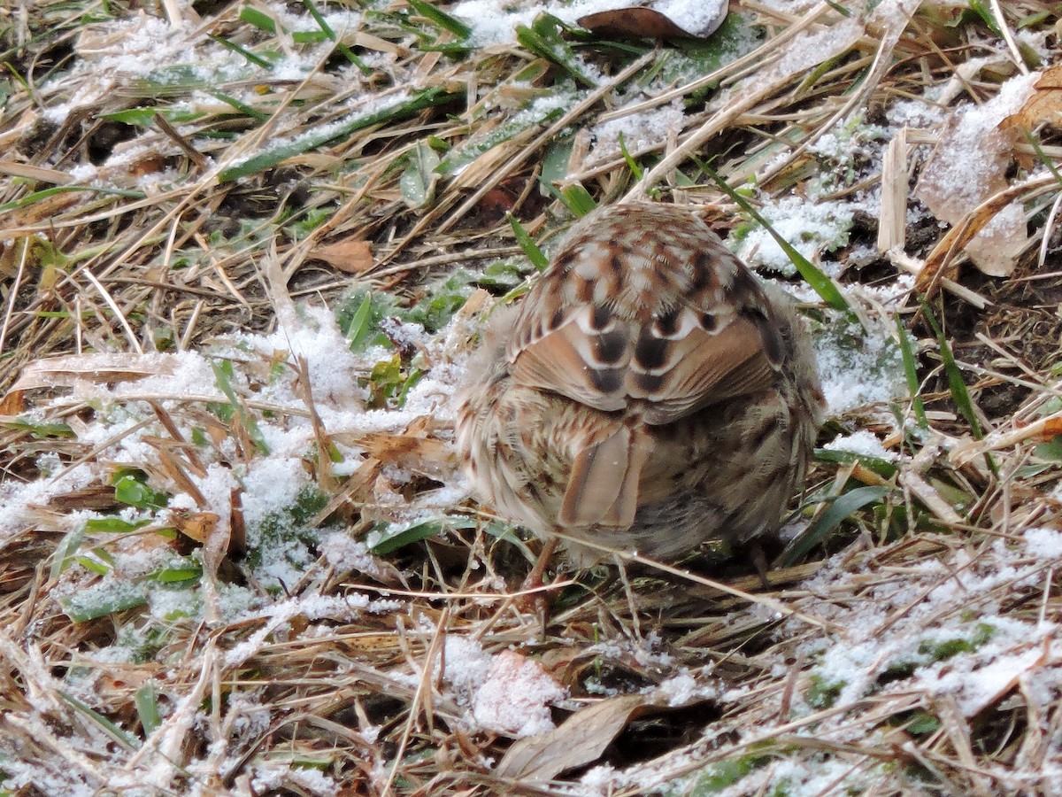 Song Sparrow - ML627834617