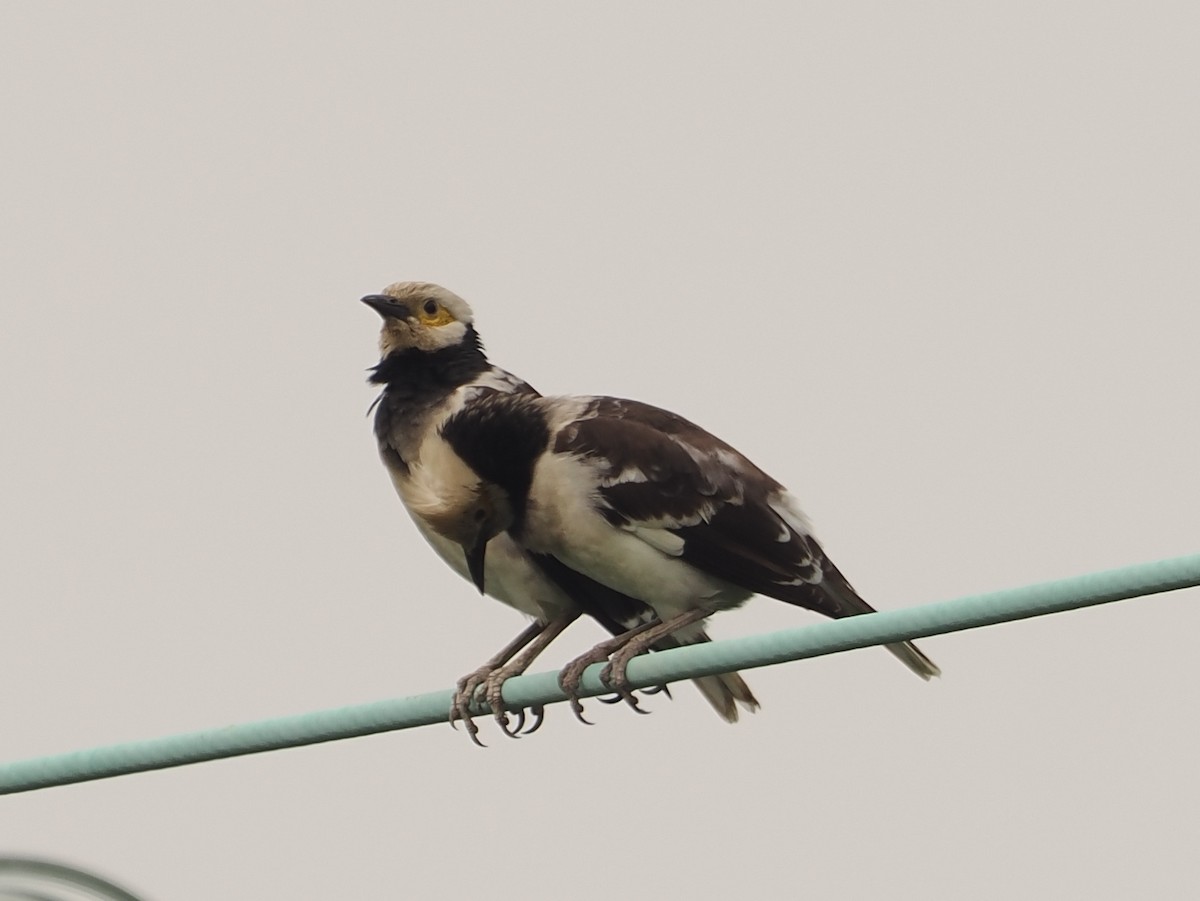 Black-collared Starling - ML627834634